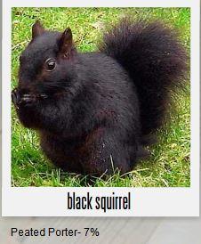 Black Squirrel Porter