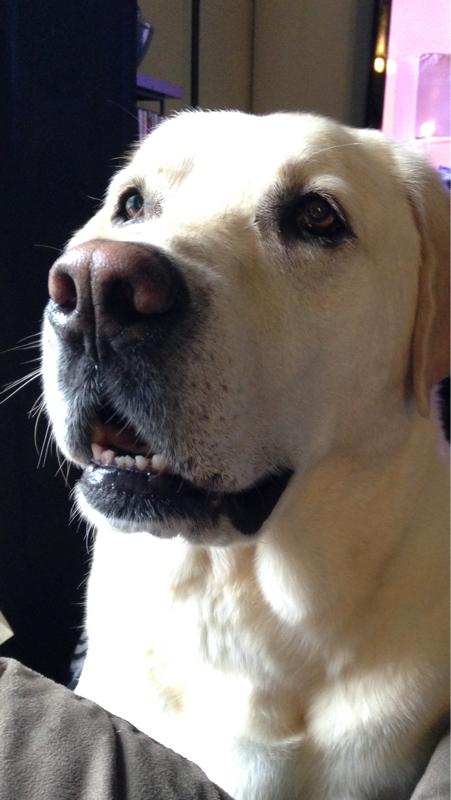 yellowdog profile picture
