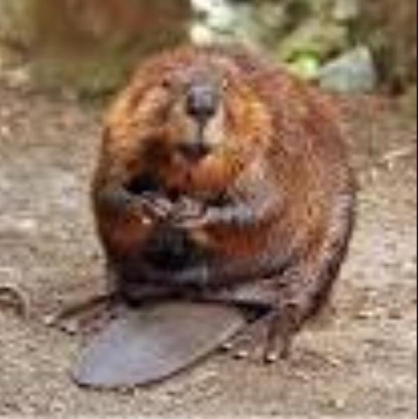 Beavba profile picture