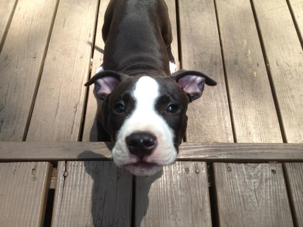 brew hound profile picture