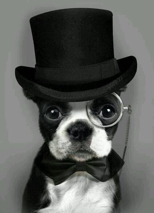 gotriceball profile picture